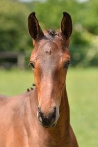 (Kannan x Lux x Peter Pan)