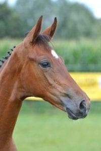 (Canabis Z x Ircolando x G. Ramiro Z)