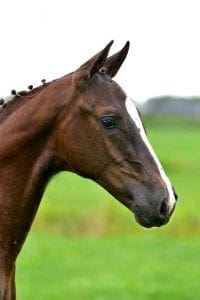 (Kannan x Emilion x Indorado)