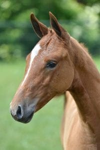 (Inshallah de Muze x Jus de Pomme x Dreamstreet)