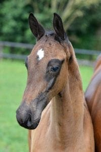 (Everdale x Silvano N x Flemmingh)