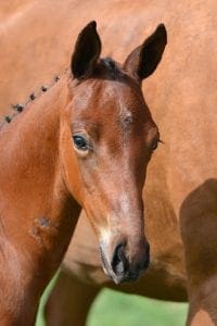 (Apache x Gribaldi x Havidoff)