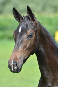 (Cupido x Special D x Wellington)
