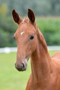 (Bluehorse Zack x Don Primaira x Le Mexico)