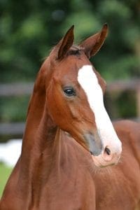 (Bordeaux x Rhodium x Havidoff)(mare)