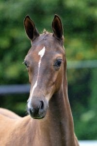 (Everdale x Vivaldi x Houston)