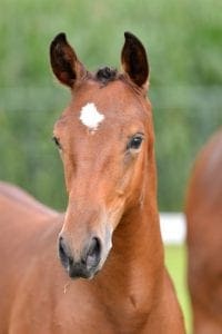 (Verdi x Contango x Zeoloiet)