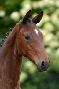 (Warrant x Quite Easy 1 x Indorado)(mare)