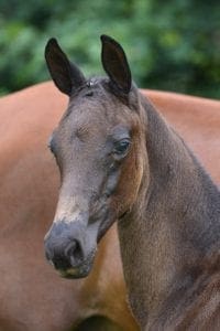 (Everdale x Uphill x Ribiquil)
