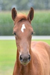 (Kannan x Indoctro x Uniek)(mare)