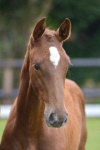 (Cidane x Zirocco Blue x Indorado)(mare)