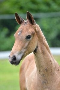 (Charmeur x Elcaro x Patriek)