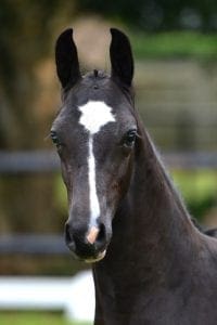 (Negro x San Remo x Ronaldo)