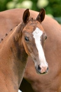 (Charmeur x Vivaldi x Houston)(mare)
