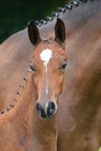 (Charmeur x Silvano N x Flemmingh)