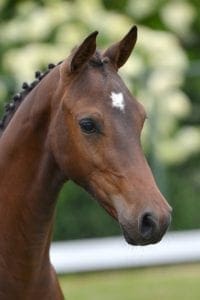 (Quasimodo Z x Numero Uno x Legaat)