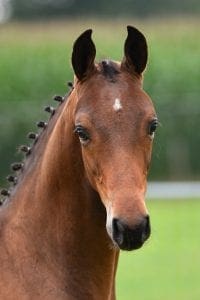 (Numero Uno x Placido x G.Ramiro Z)