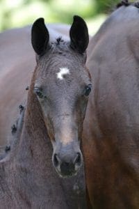 (Desparado x Houston x Colway Bold)(mare)