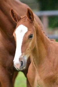 (Action Beaker x Quidam de Revel SF x Calvados)