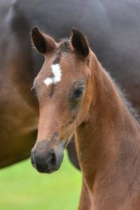 (Etoulon VDL x Tangelo v/d Zuuthoeve x Goodtimes)(mare)