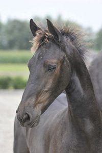 (Stendert x Fetse)