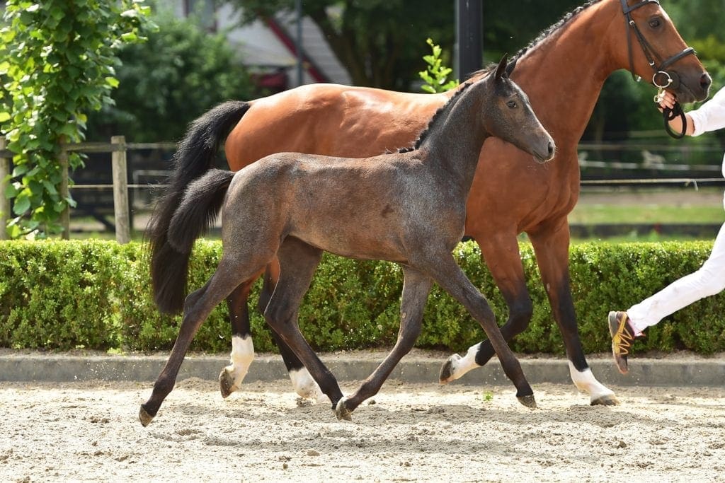 Obeloma HB