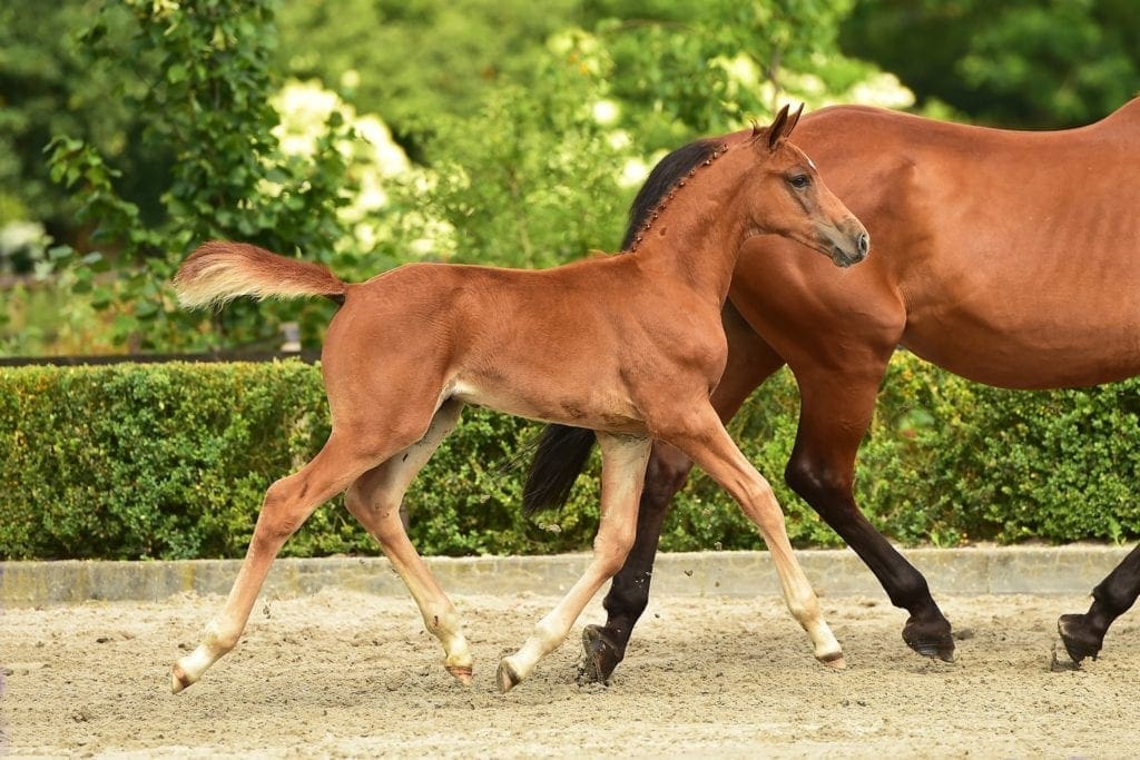 Ouranos O