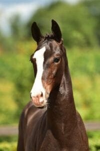 POKERFACE TEXEL