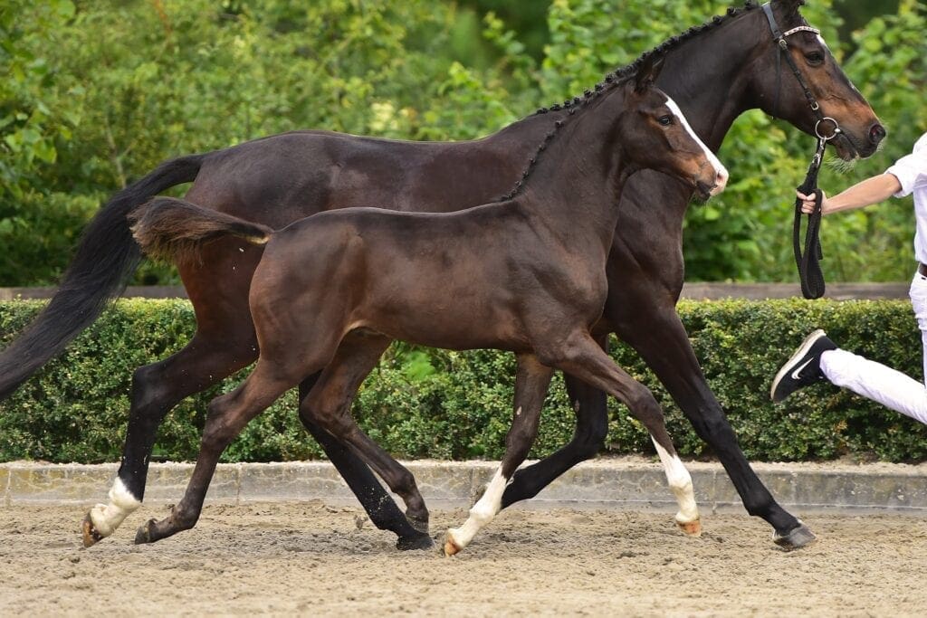 POKERFACE TEXEL