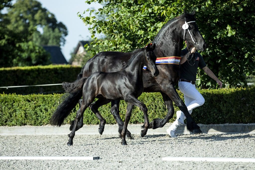Tibo van de Maaskanthoeve