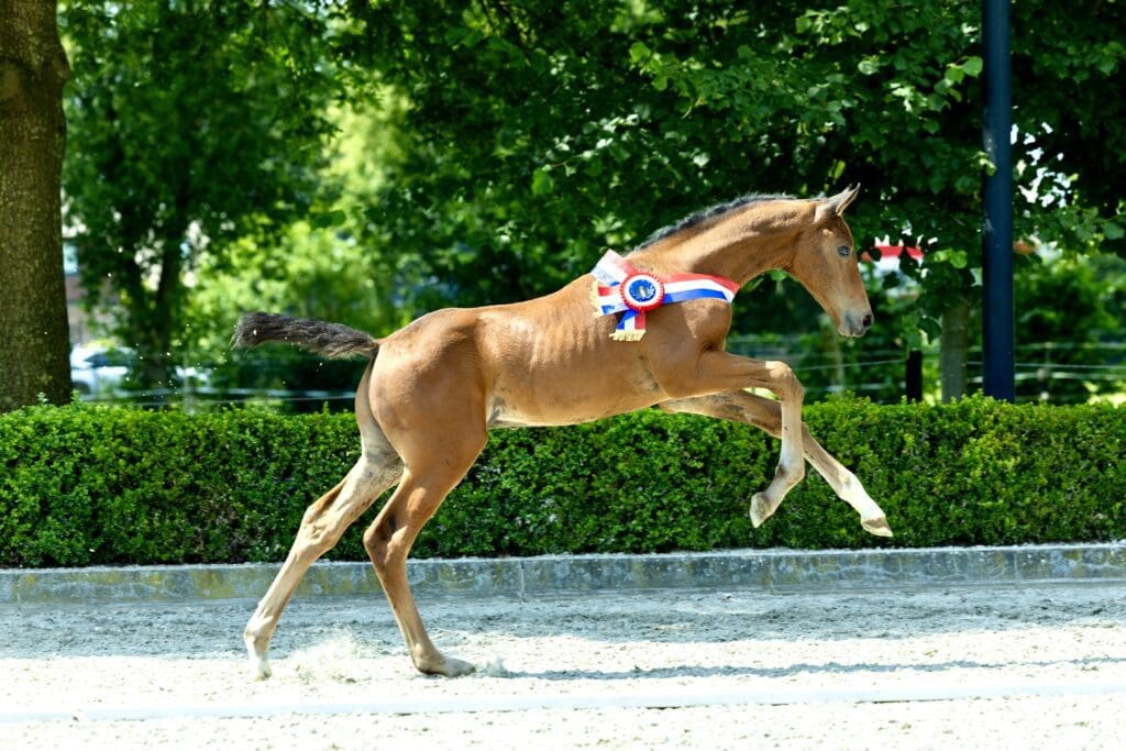U-Gumo Eldorado MP naar 3e plaats op succesvolle NMK/NVK!